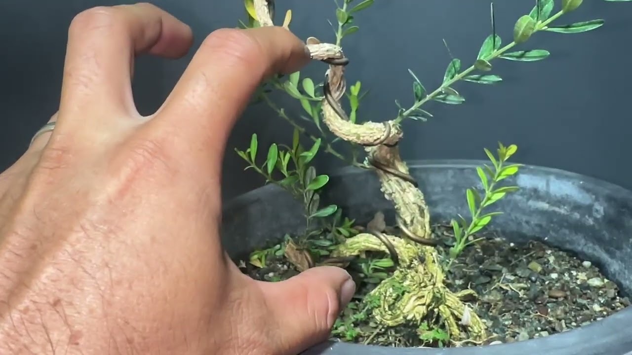 Vlog#45 sustainable bonsai buxus harlandii #tutorial 🫡🙇🏻‍♂️🌳🇵🇭