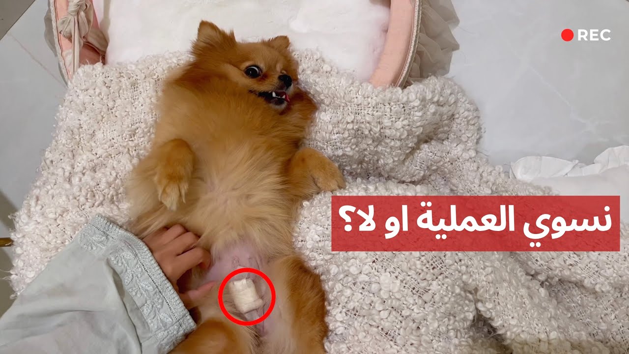 هل الافضل نسوي عملية التعقيم للكلاب او لا؟ | Should you Neuter Your Dog