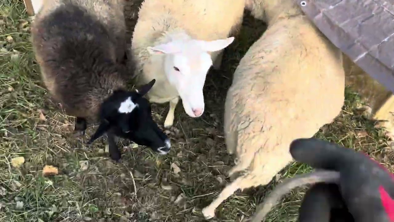 Breeding Season Begins!