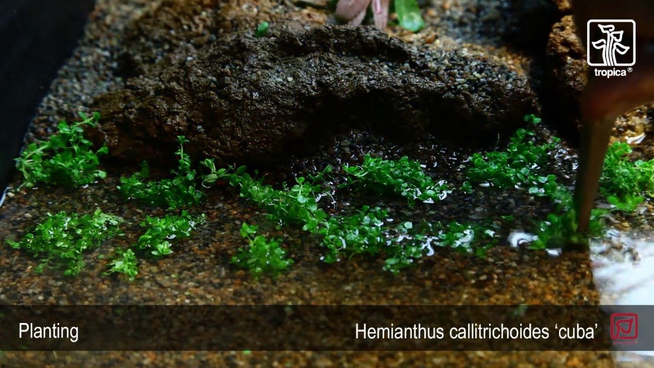 Hemianthus callitrichoides 'Cuba'