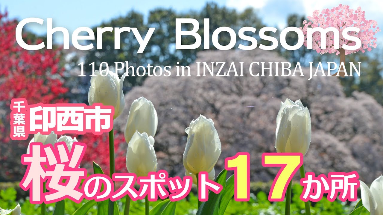 千葉県印西市の桜スポット17か所まとめ紹介 JAPAN Cherry Blossoms Locations in INZAI CHIBA