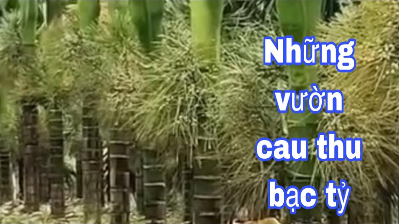 Những vườn cau thu tiền tỷ.  Nên trồng cau hóc môn bà điểm. Zalo. 0987737608