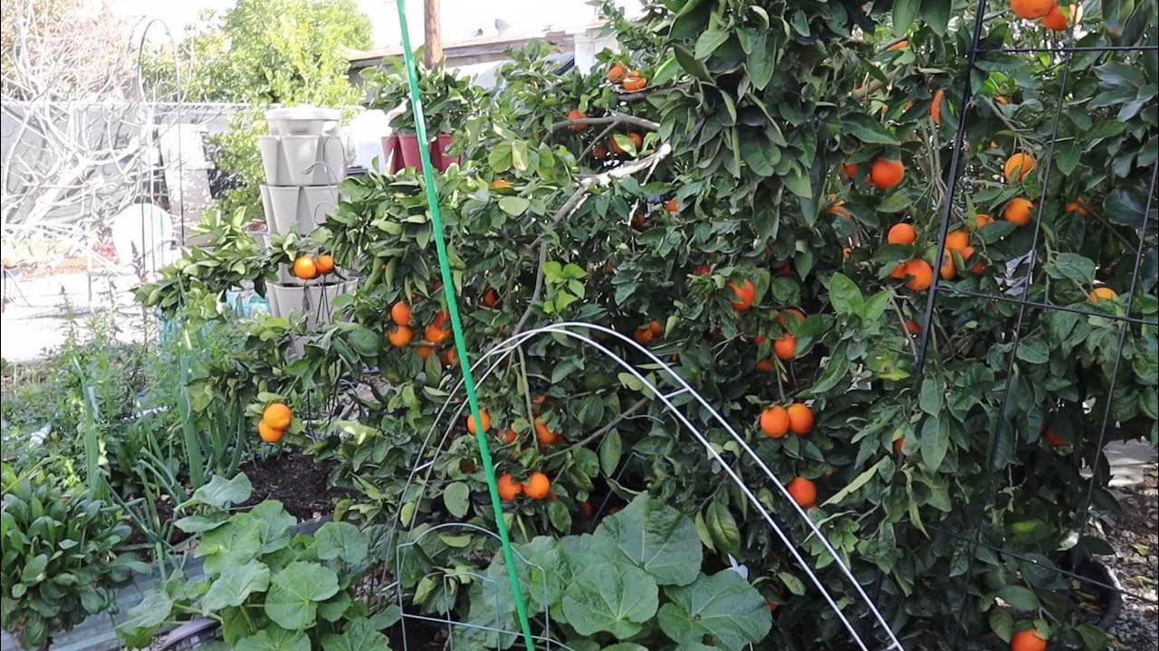 January 2024 garden tour