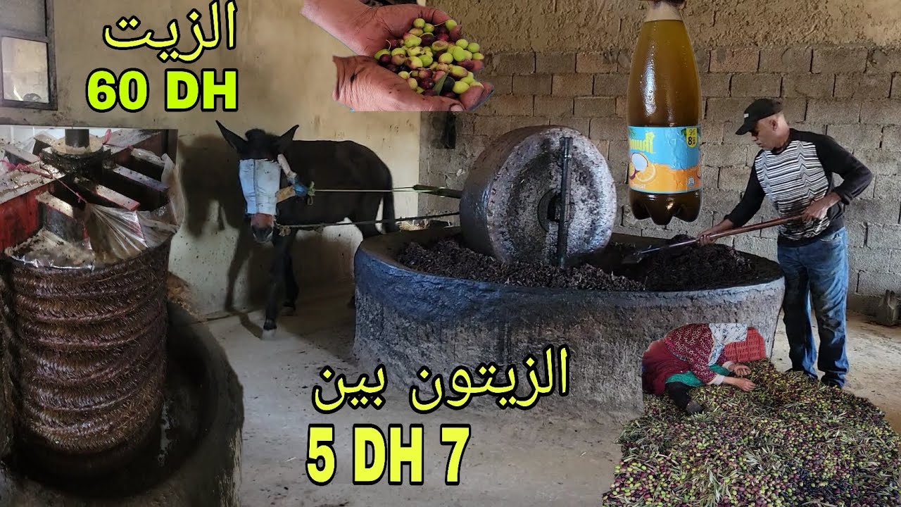 أتمنة الزيتون والزيت والطحن على الطريقة التقليدية بعين مشقوق