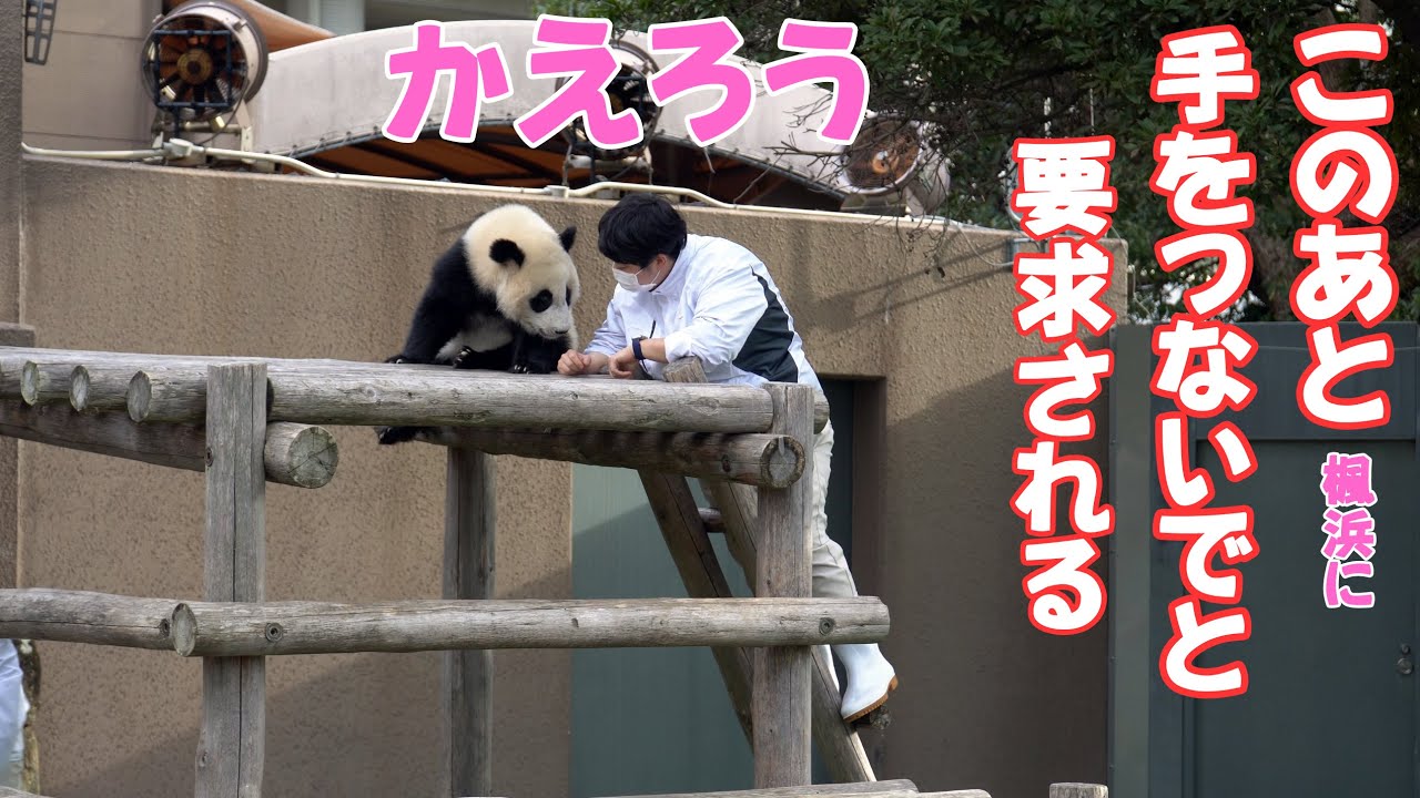パンダに手をつないで帰ろうと要求された飼育員さん、天才子パンダの真意は🍁