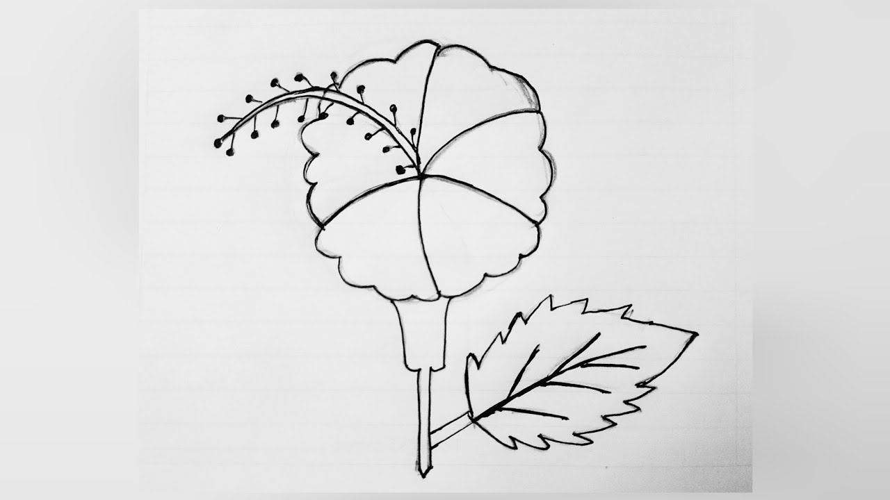 How to draw a hibiscus 🌺 flower || hibiscus flower drawing ||easy drawing step by step ||