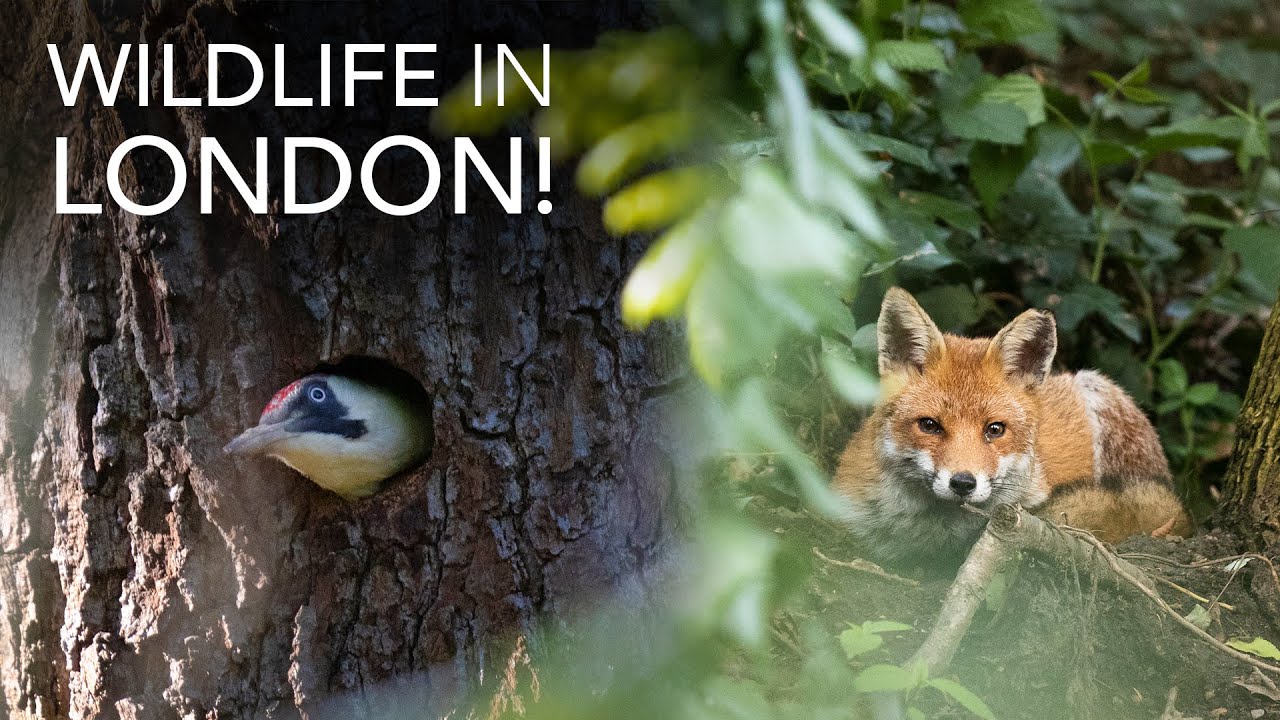 Foxes and Woodpeckers in a London Park - British Wildlife Photography
