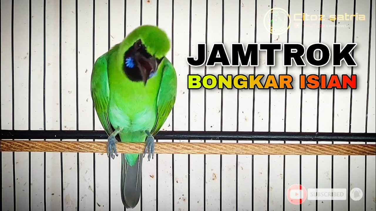 CUCAK IJO JAMTROK BONGKAR ISIAN