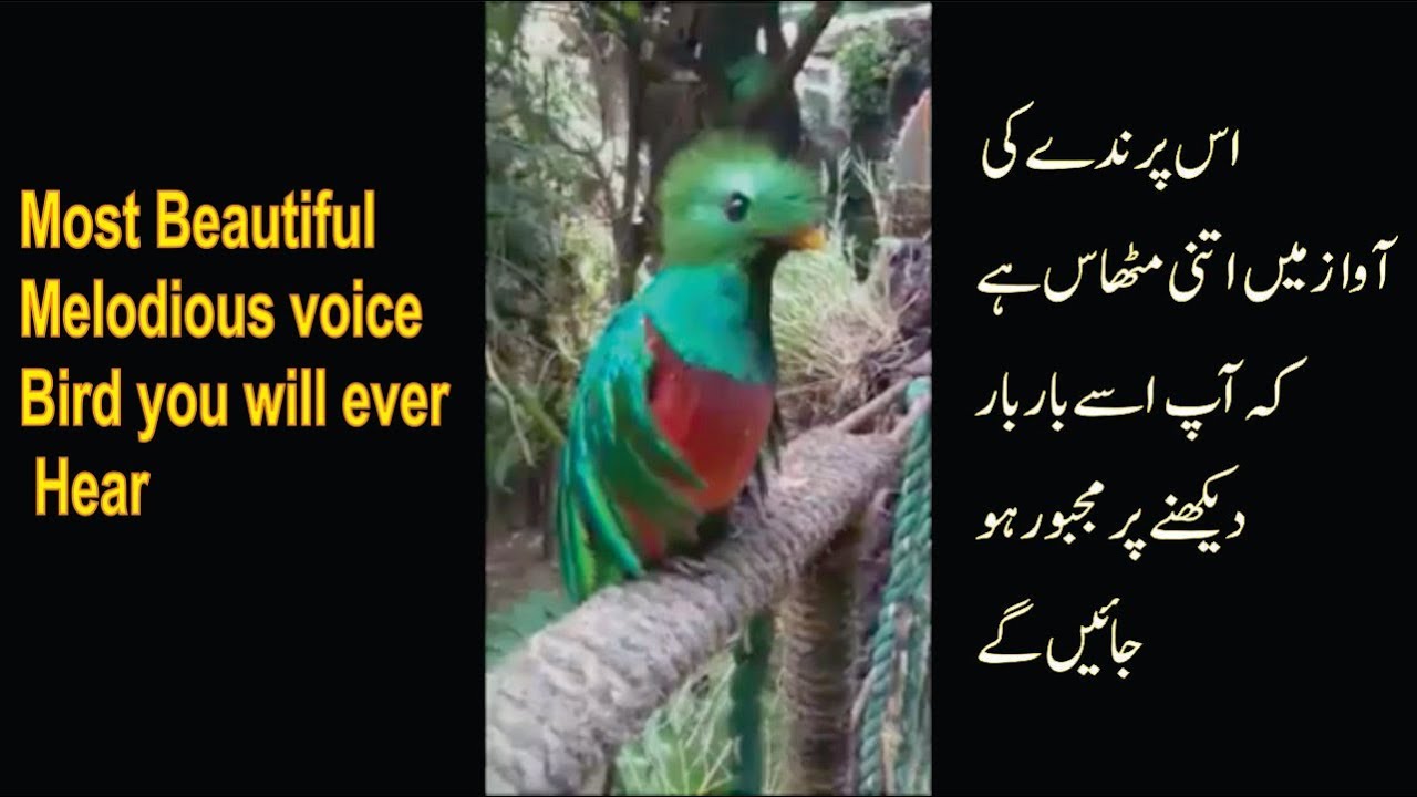 Bird with sweetest Voice You Will Ever Hear || top viral video
