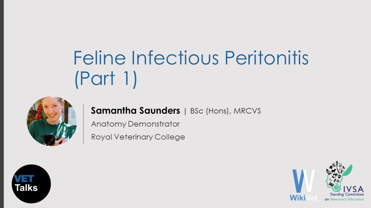 VET Talks- Feline Infectious Peritonitis (Part 1)