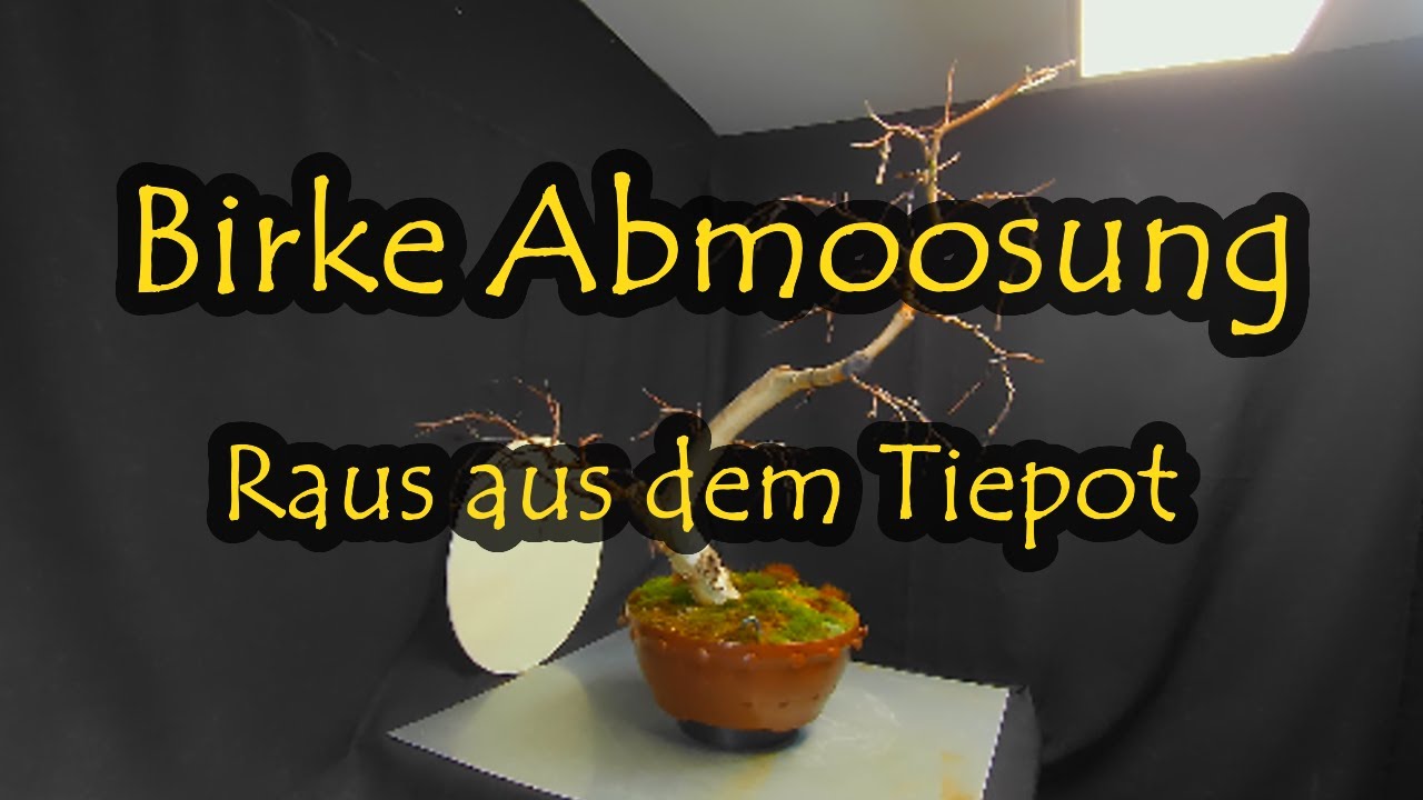Birke Abmoosung - Raus aus dem Tiepot