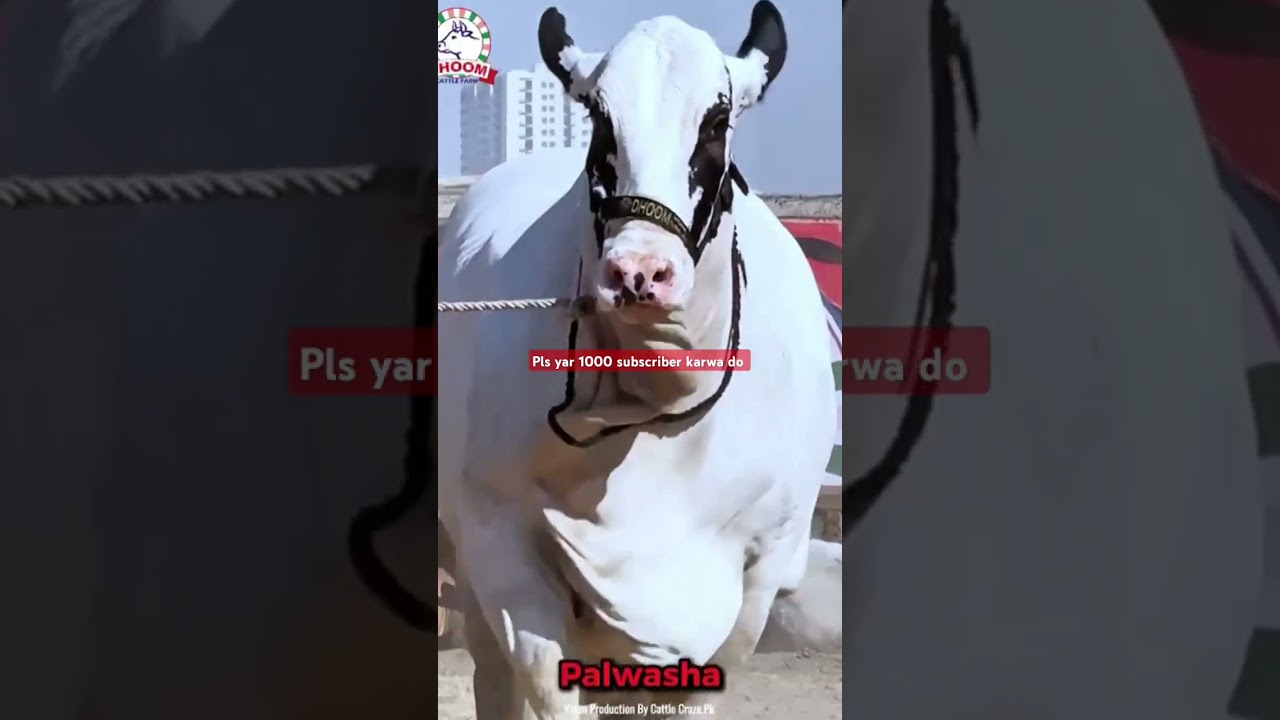 #finecattle