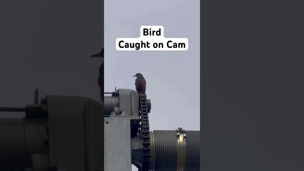 Птица, пойманная на камеру