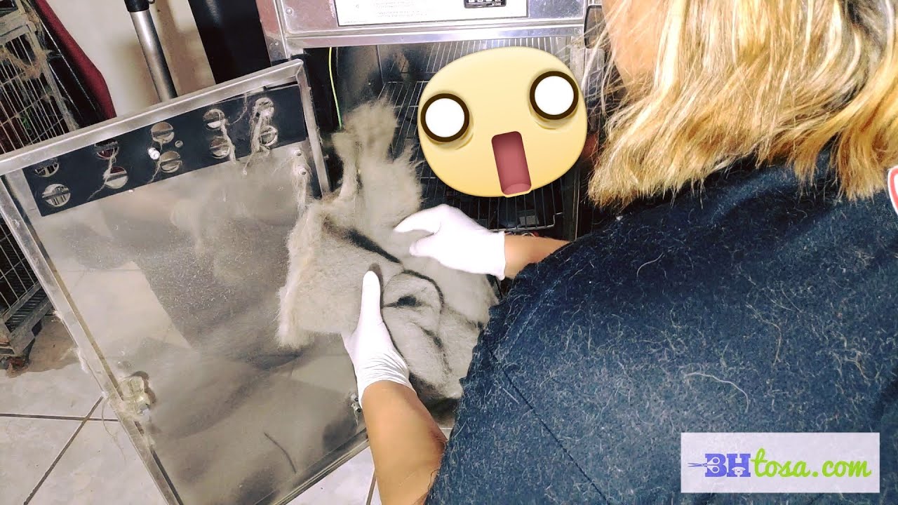 MAQUINA DE SECAR ANIMAIS - Limpeza Correta BHTOSA