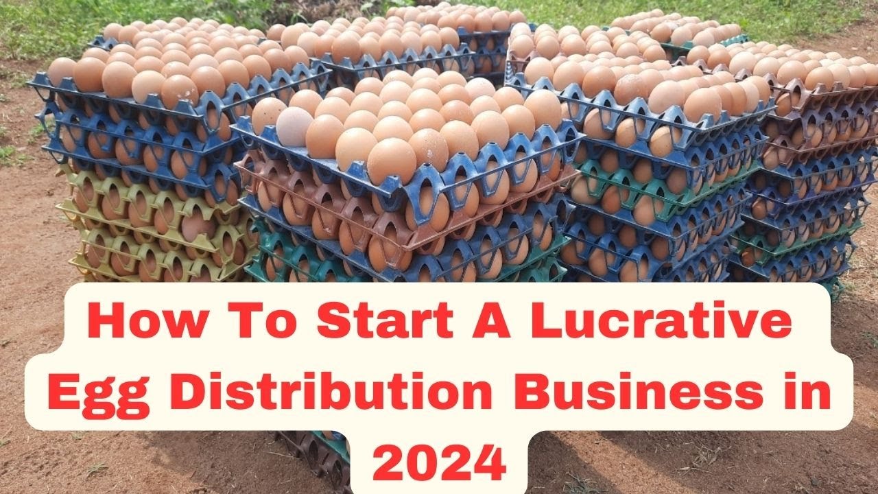 How To Start A Lucrative Egg Distribution Business In 2025