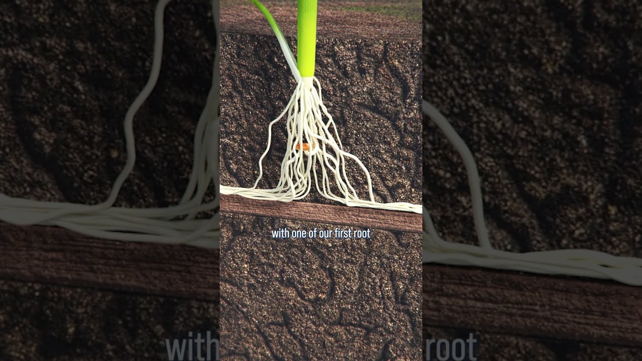 Compaction ❌ STOPS ❌ Root Growth