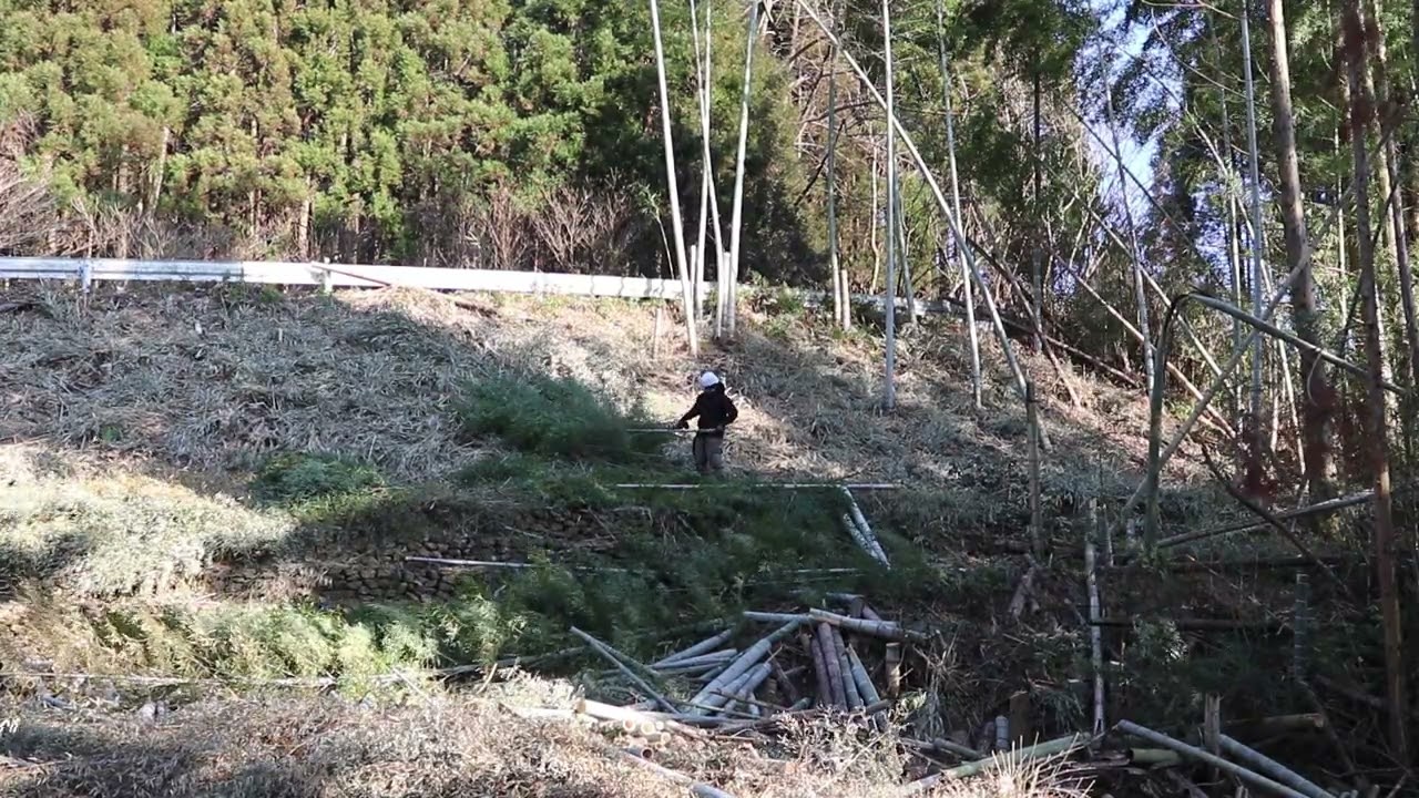 残り10本ほどの道路横の孟宗竹を切り倒す｜竹藪整備