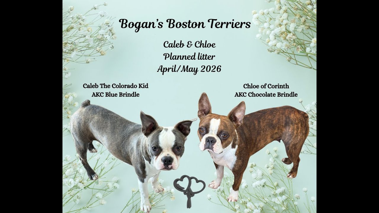 Хаос и очарование: бостон-терьеры в брачный сезон! 🌪️❤️🥴