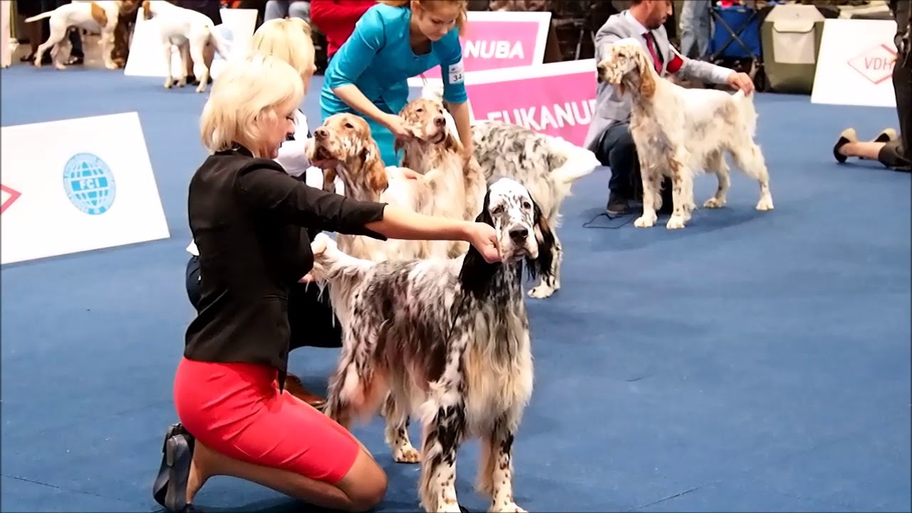 english setters - World Dog Show 2017