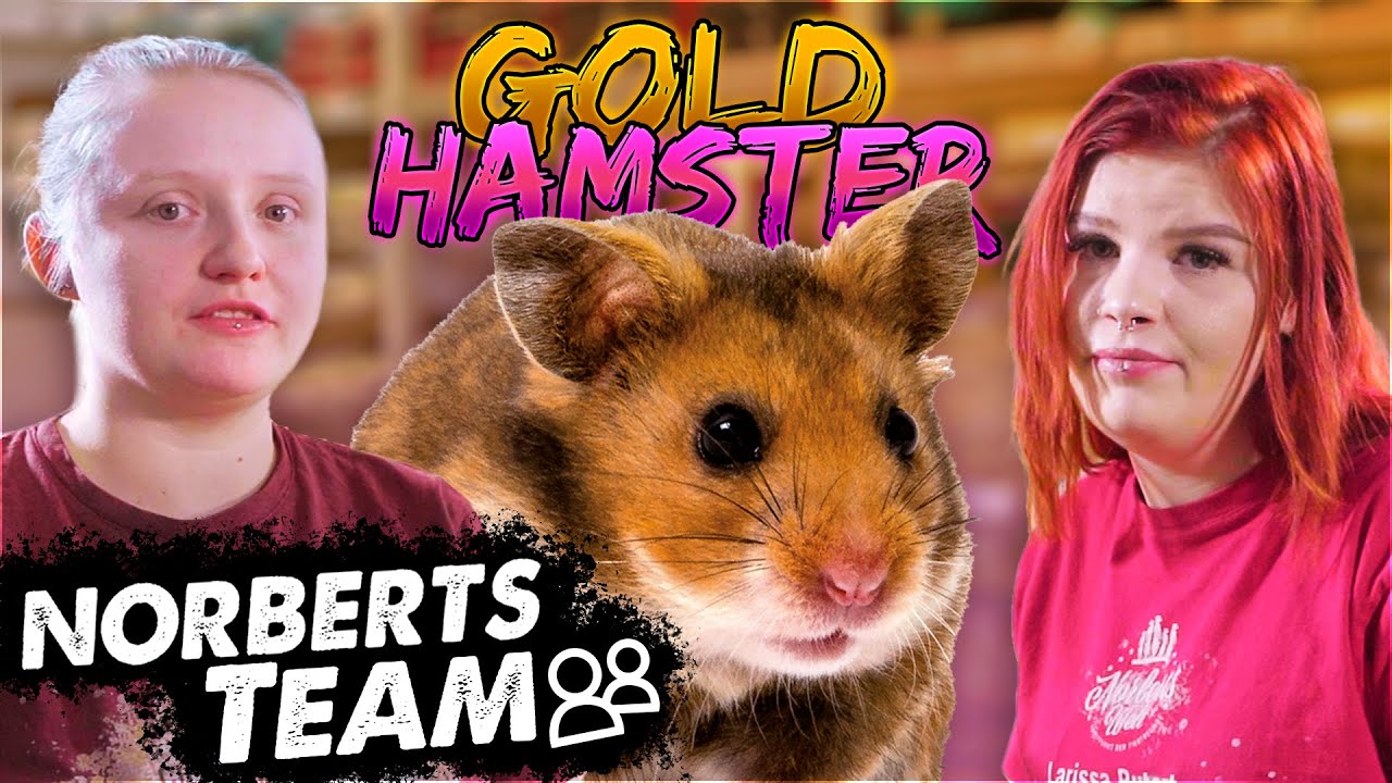 GOLDHAMSTER | NORBERTS TEAM | Zoo Zajac