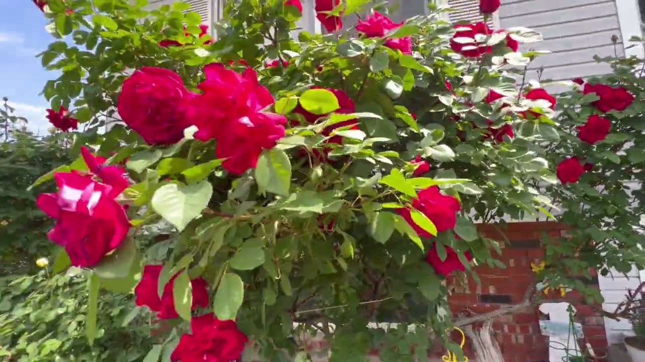 Los Alvarenga vlogs  areglando nuestro jardin