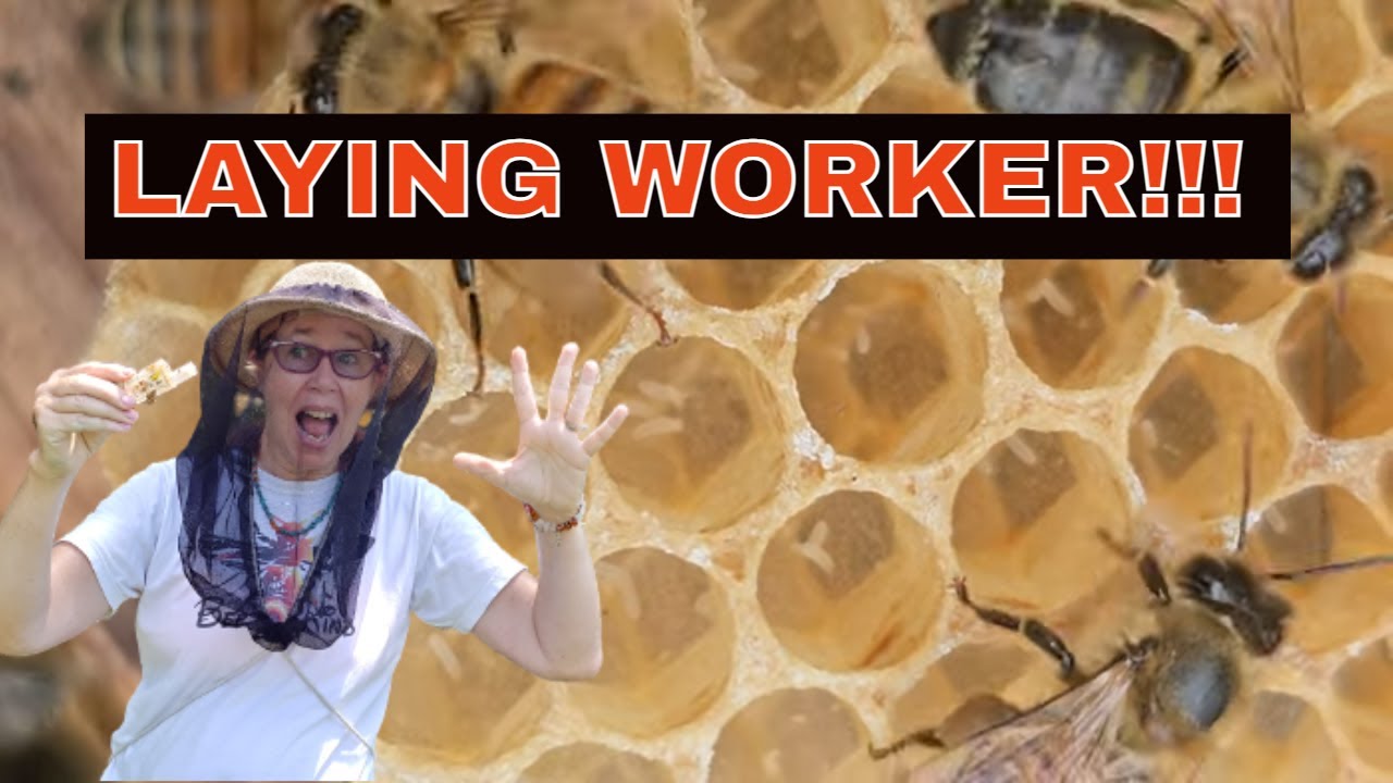 ☯️  LAYING WORKER VS QUEEN RIGHT  HOW TO TELL!!  
