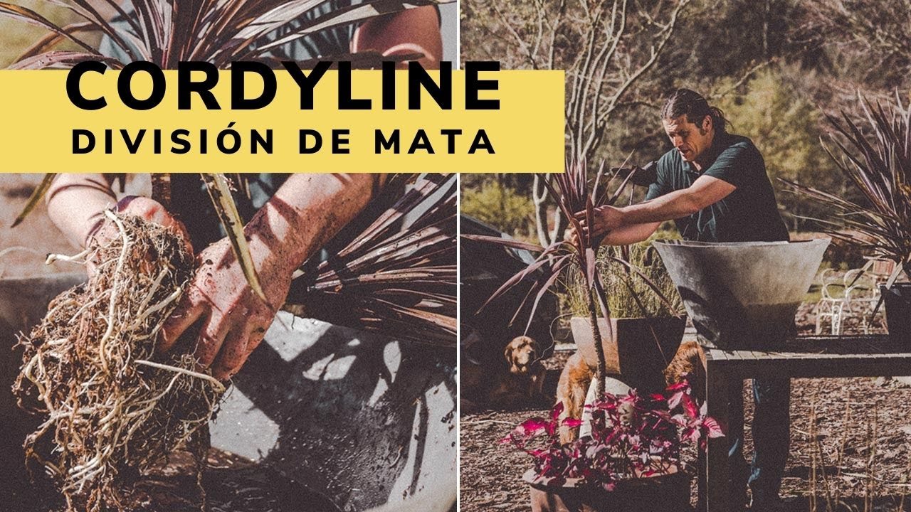 Cómo DIVIDIR una mata de CORDYLINE sin dañar las raíces 🌱 - Reproducción por hijuelos - Jardinatis