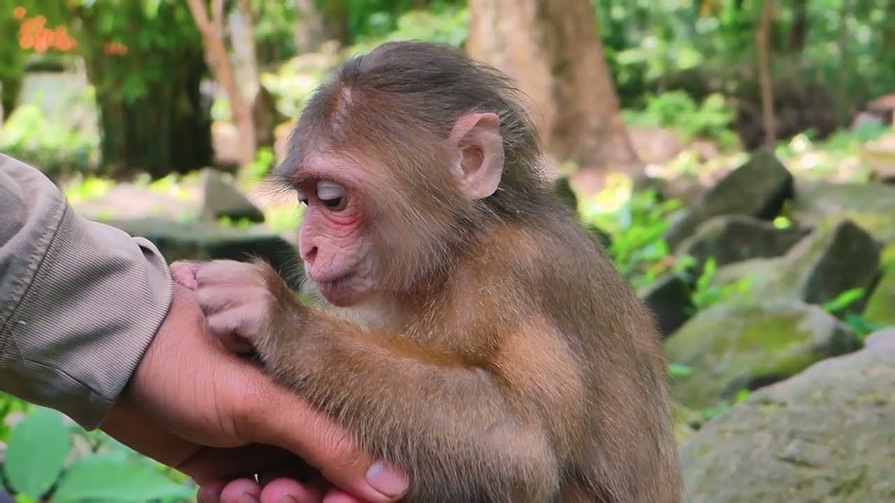 Poor monkey abandoned Baila tries to overcome many obstacles in this clip, she encounters🙉💕