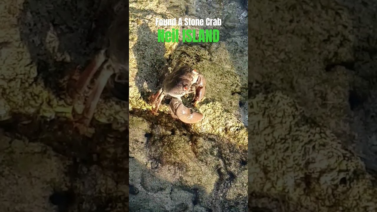 I found a stone crab in Neil Island 
