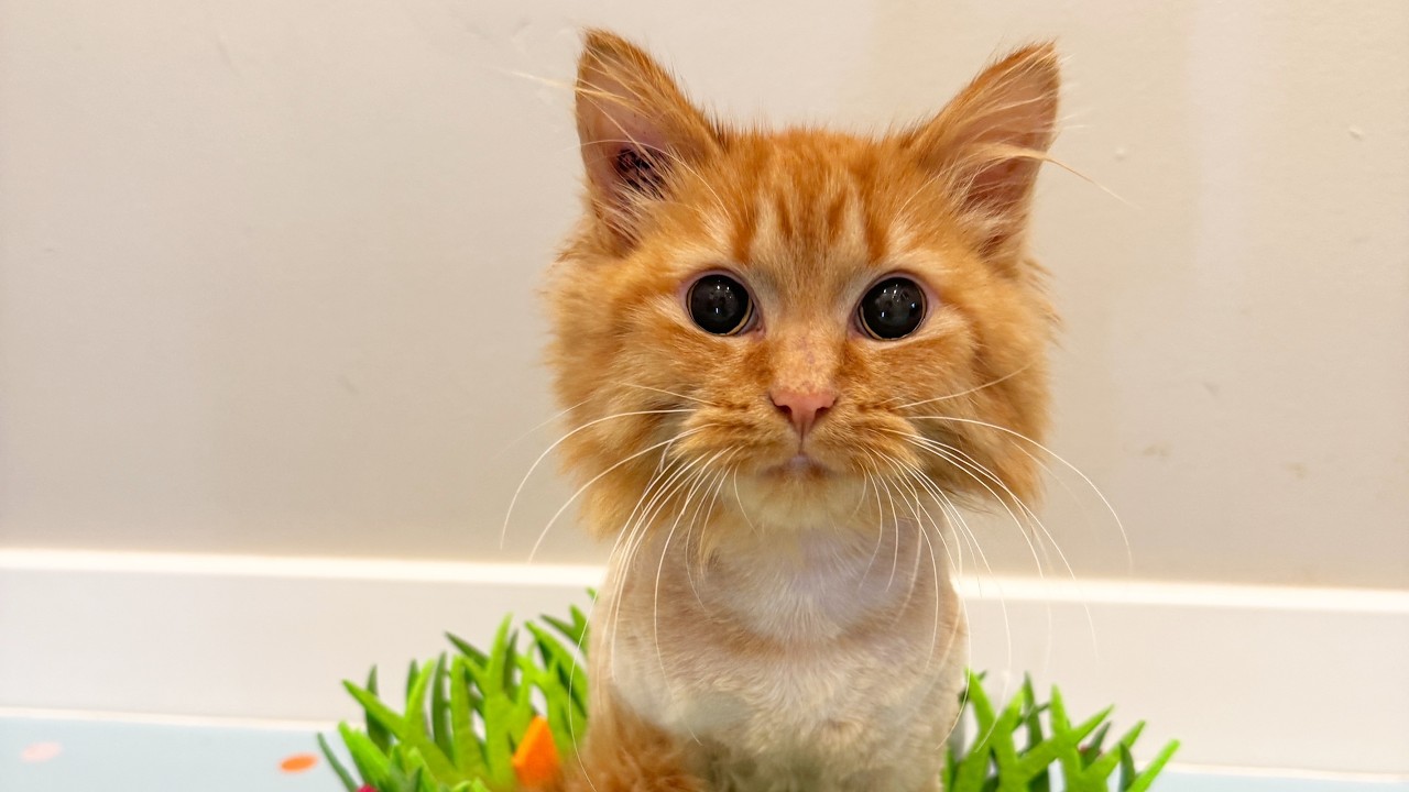 Panleukopenia playroom: the Hellga farm cat colony! 🐾🥰