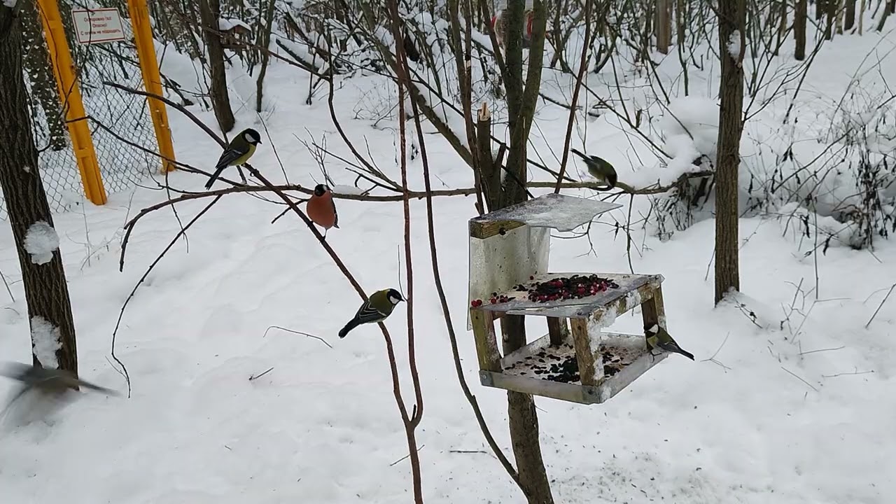 birds in the forest #birds #nature #asmr 