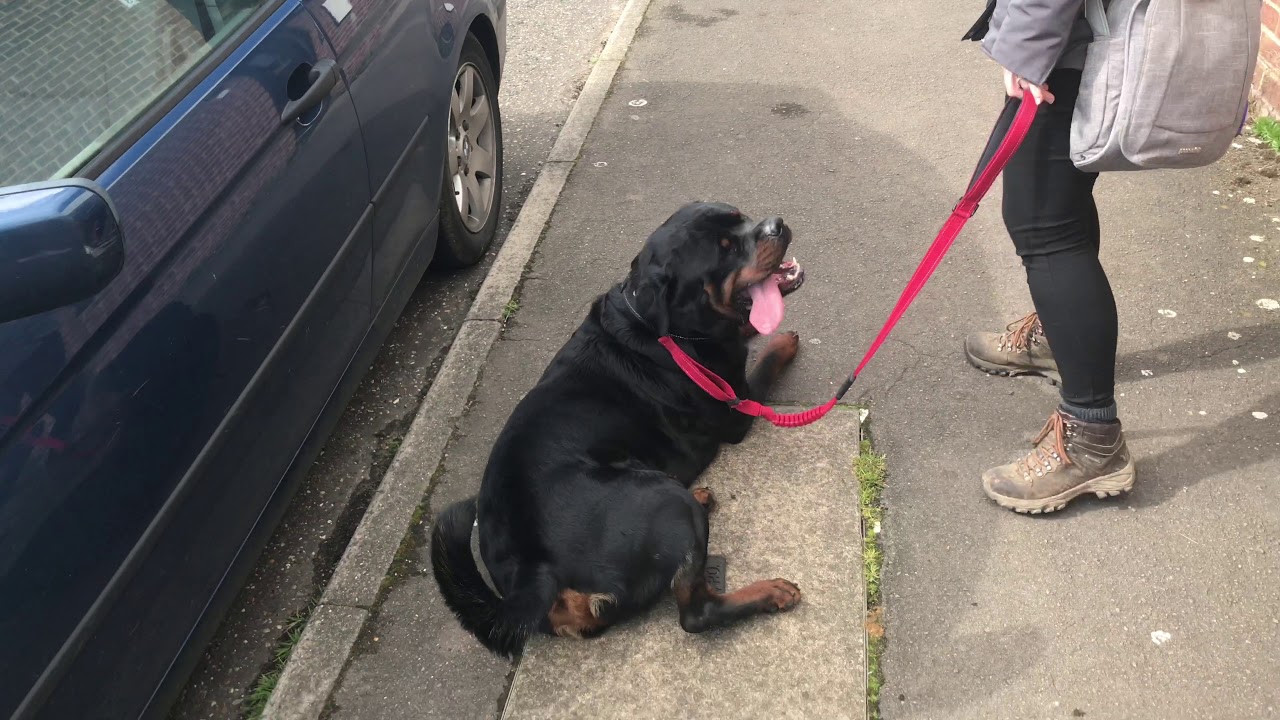 Walking To Heel For The First Time | Rottweiler Gets The Sammie Treatment