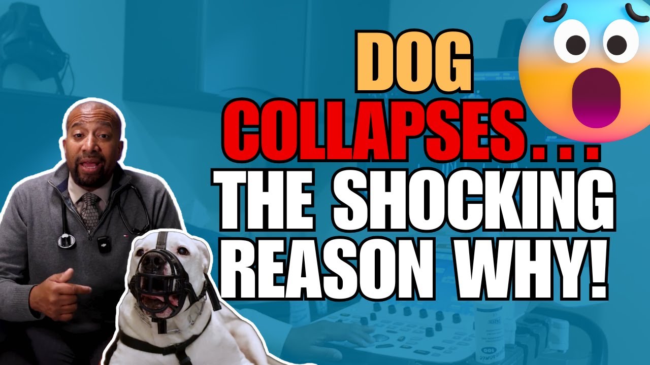Dog Collapses on Walk: What’s Really Happening to His Heart?