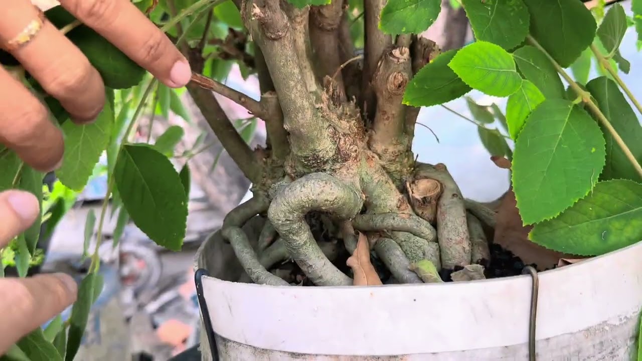 Tập 3: Miền Nam Phiêu Du Ký - Tham Quan Vườn Cẩm Thị và Linh Sam TUYỆT CÚ MÈO của anh Tú Gò Vấp