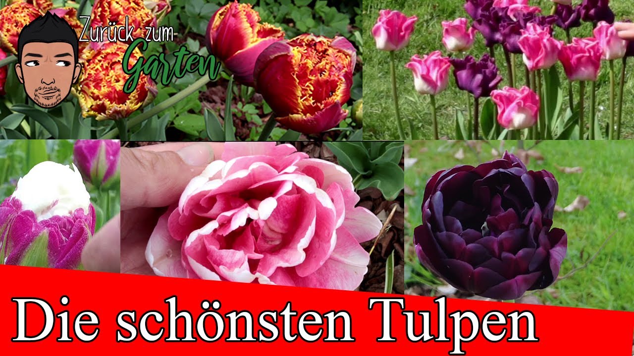 Die schönsten Tulpen für dein Garten - Tipps und pflege