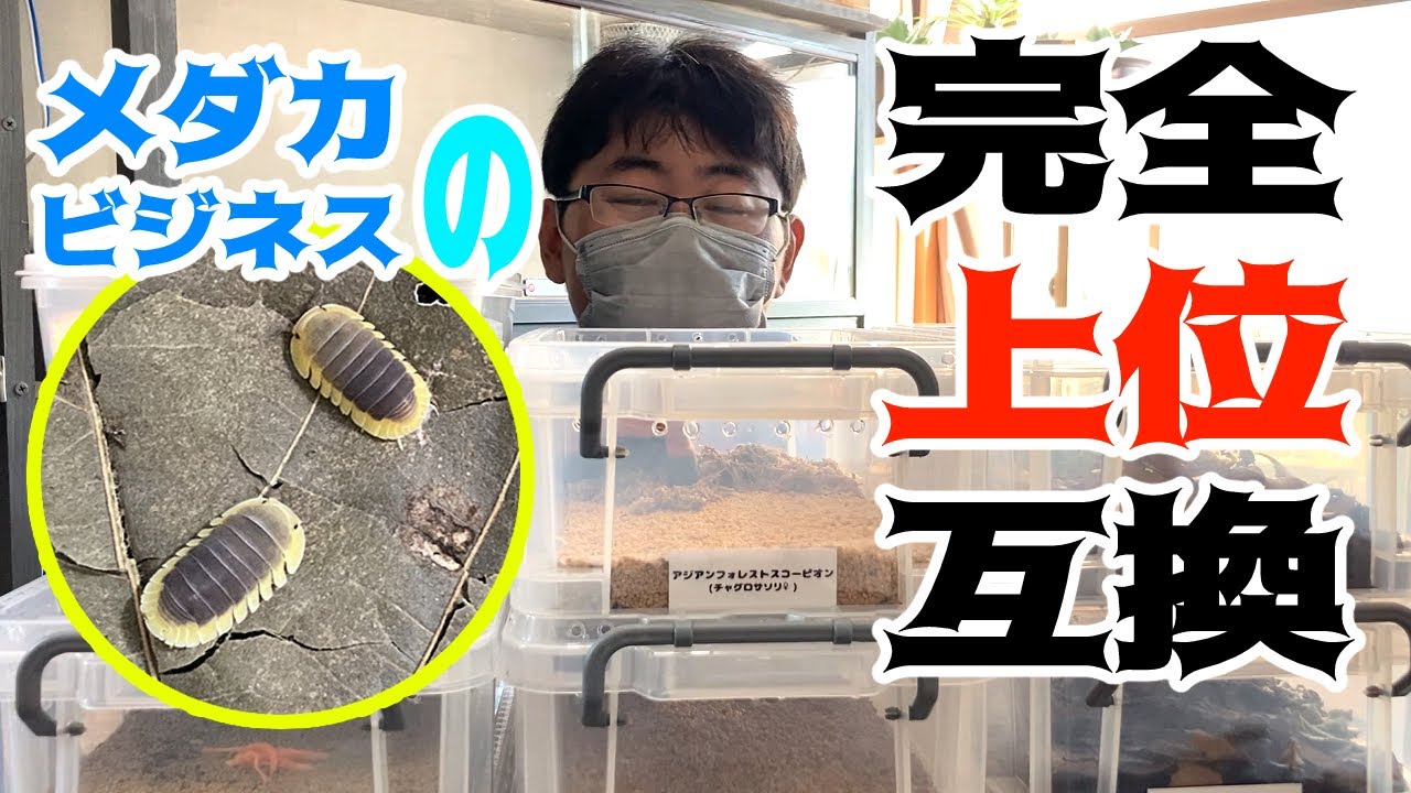 虫ビジネスがメダカを超える可能性【副業チャンネル】#40