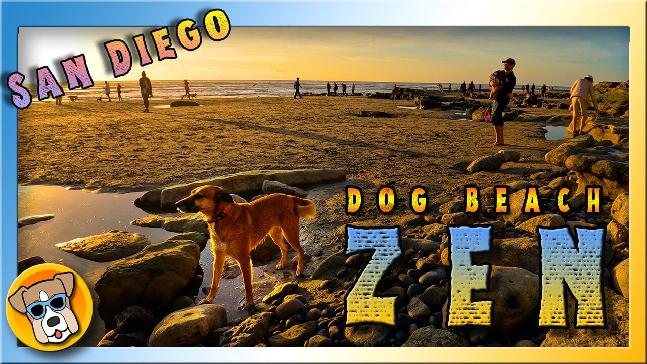 😴4K DOG BEACH ZEN at SUNSET - White Noise of Ocean with dogs playing on the beach in spectacular 4K!