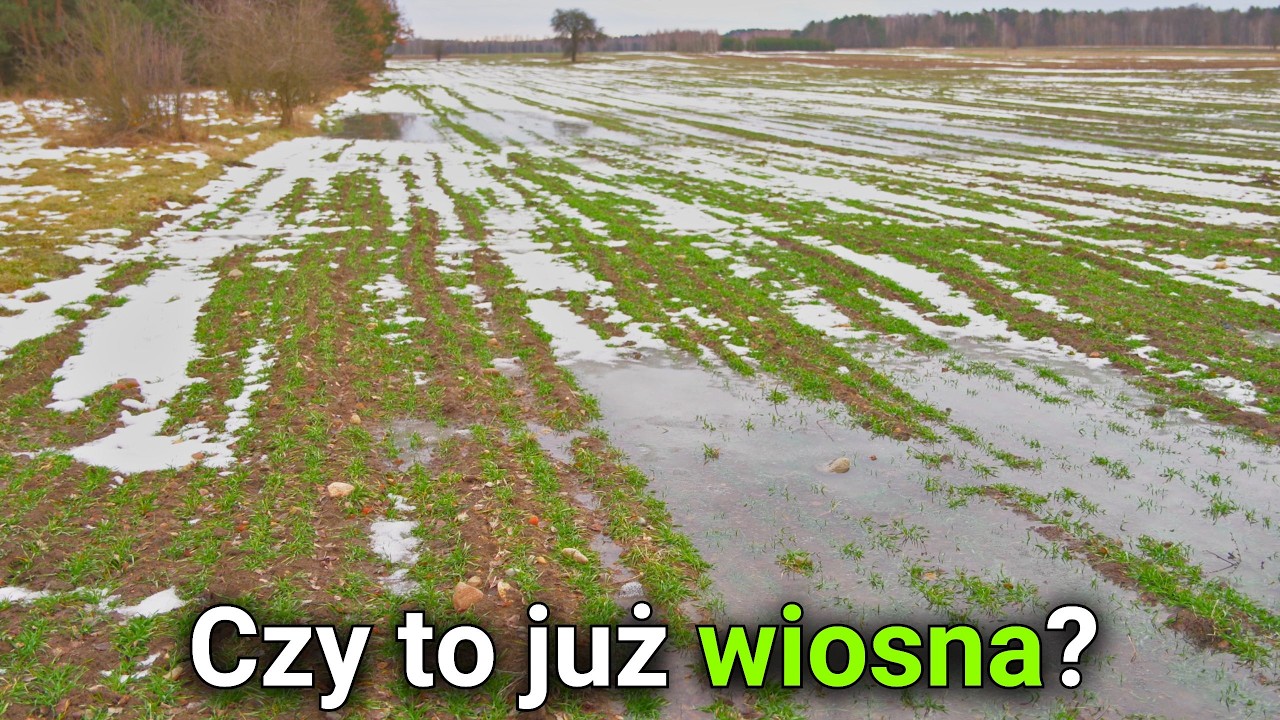 Czy przyszła już wiosna 2026?