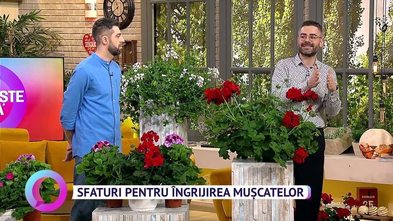 Sfaturi pentru îngrijirea mușcatelor