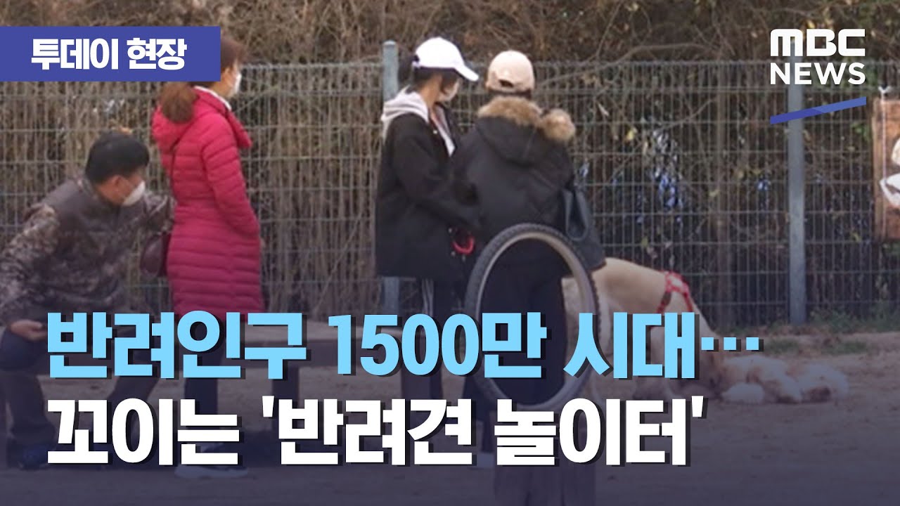 [투데이 현장] 반려인구 1500만 시대…꼬이는 '반려견 놀이터' (2020.11.30/뉴스투데이/MBC)
