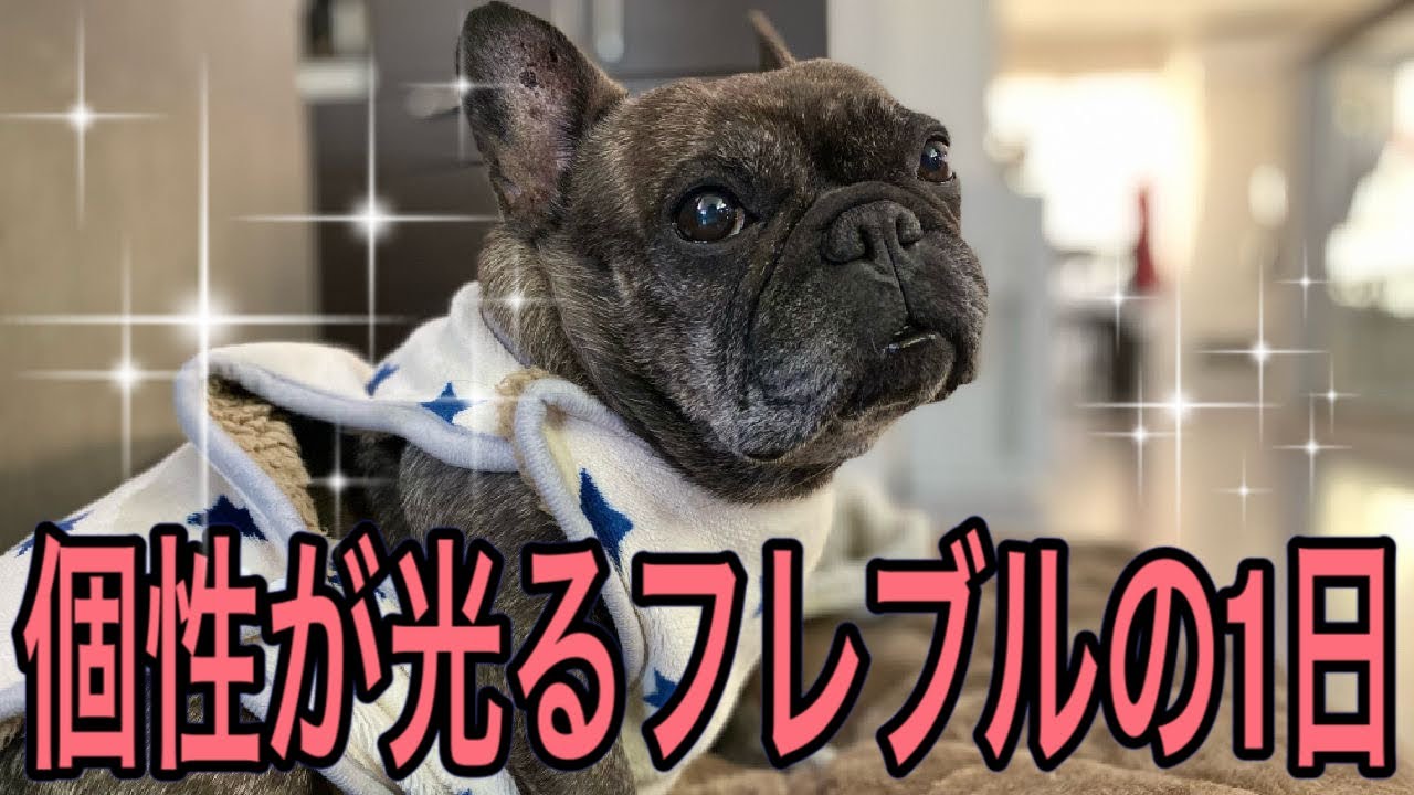 面白可愛いフレンチブルドッグの1日
