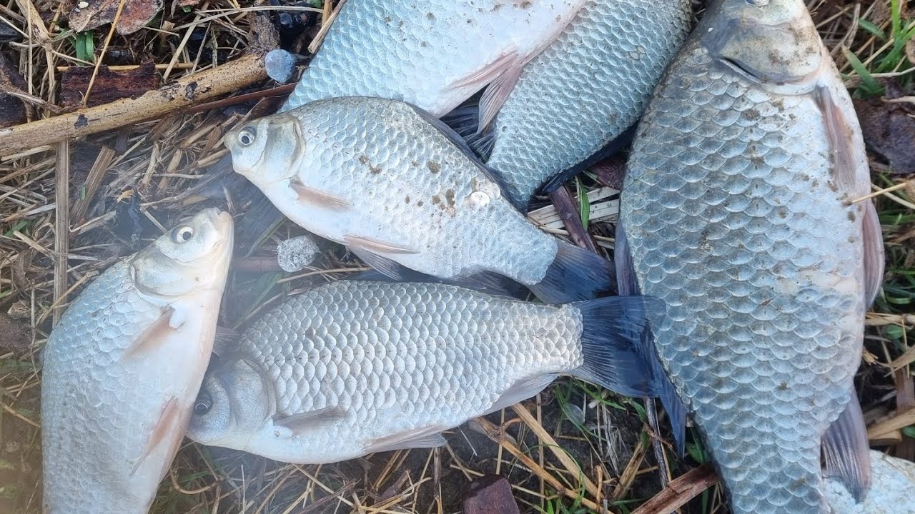 PESCUIT LA DUNĂRE 