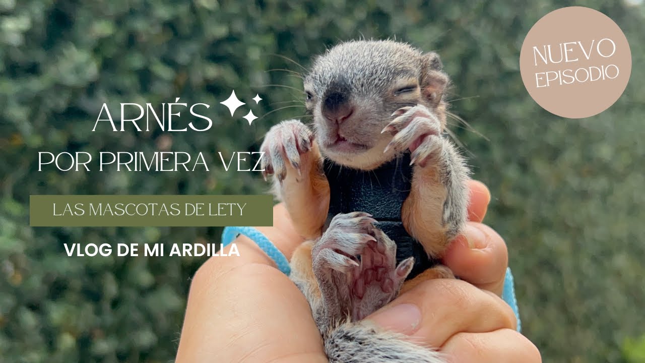 ARNES PARA ARDILLA | LAS MASCOTAS DE LETY