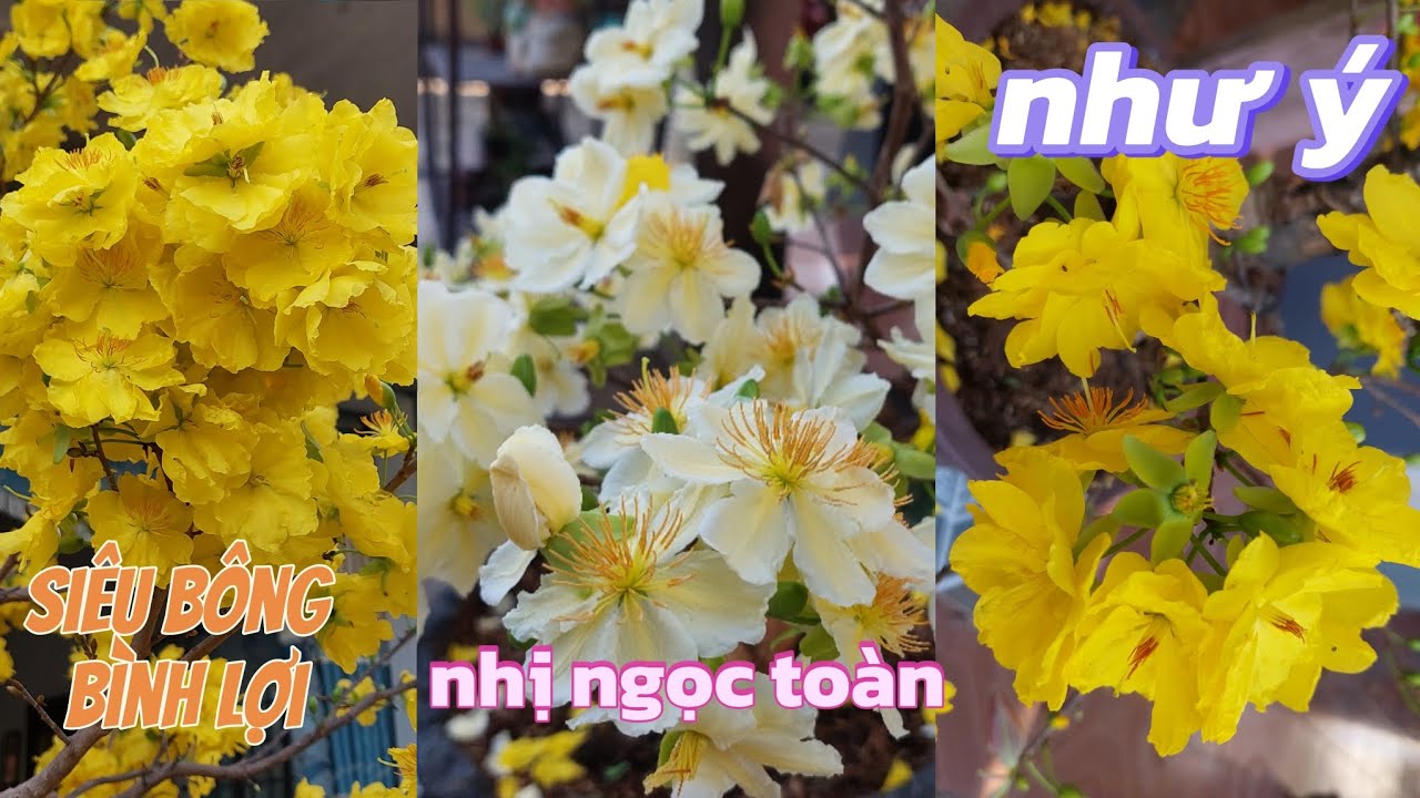 Преимущества и недостатки сортов Binh Loi super flower, Nhi Ngoc Toan, Nhu Y и других на третий д...