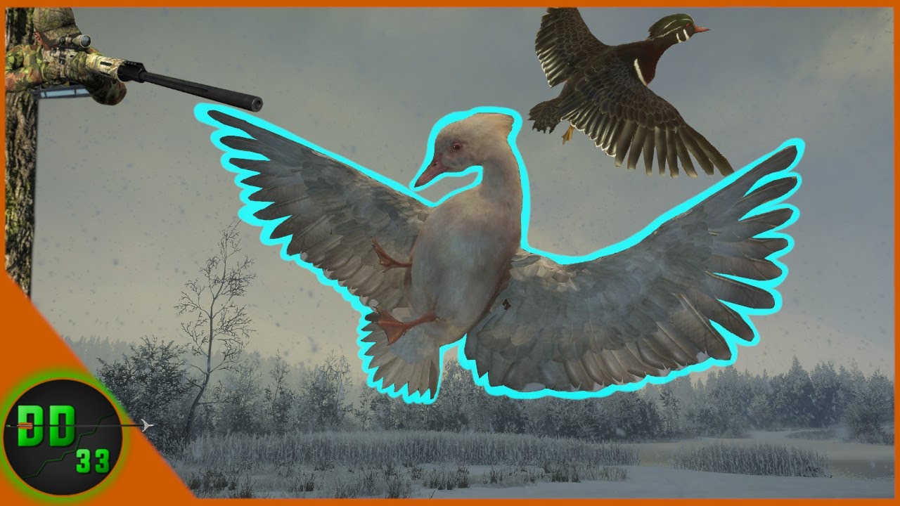 Duck Hunting A RARE ALBINO WOOD DUCK In Alberta! Call Of The Wild