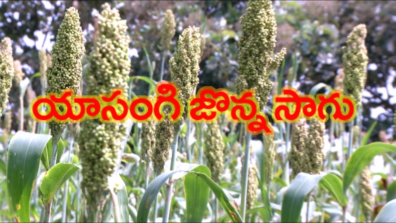 Rabi Sorghum-management