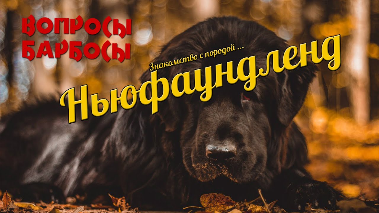 знакомство с породой Ньюфаундленд