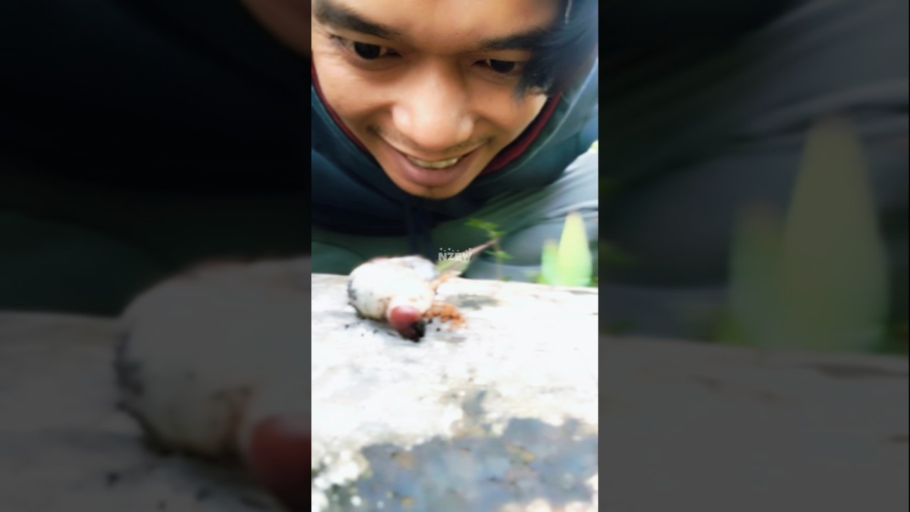 giant millipede with sago worms !! 