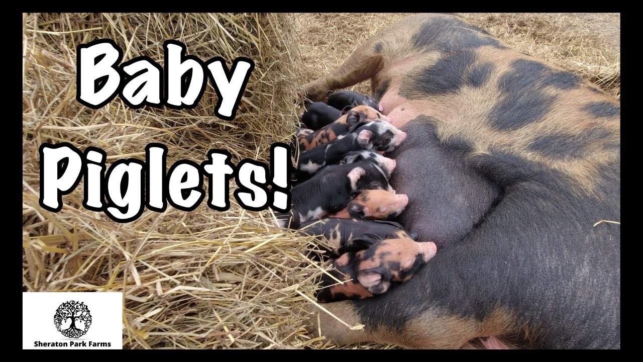 Farrowing Pigs Pasture - AMAZING Results