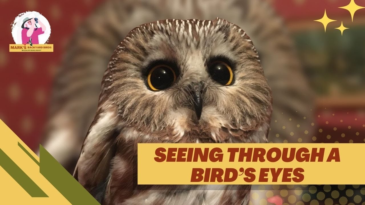A Bird's Eye View of the World